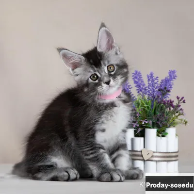 Мейн-кун - ласковые крупные котята