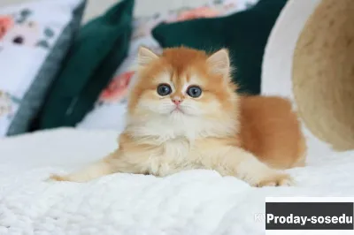 Британский мальчик Визард