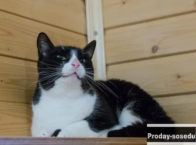 Чудесный котик Василий в добрые руки