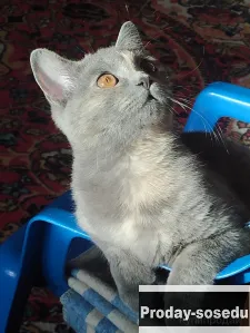 Кошка