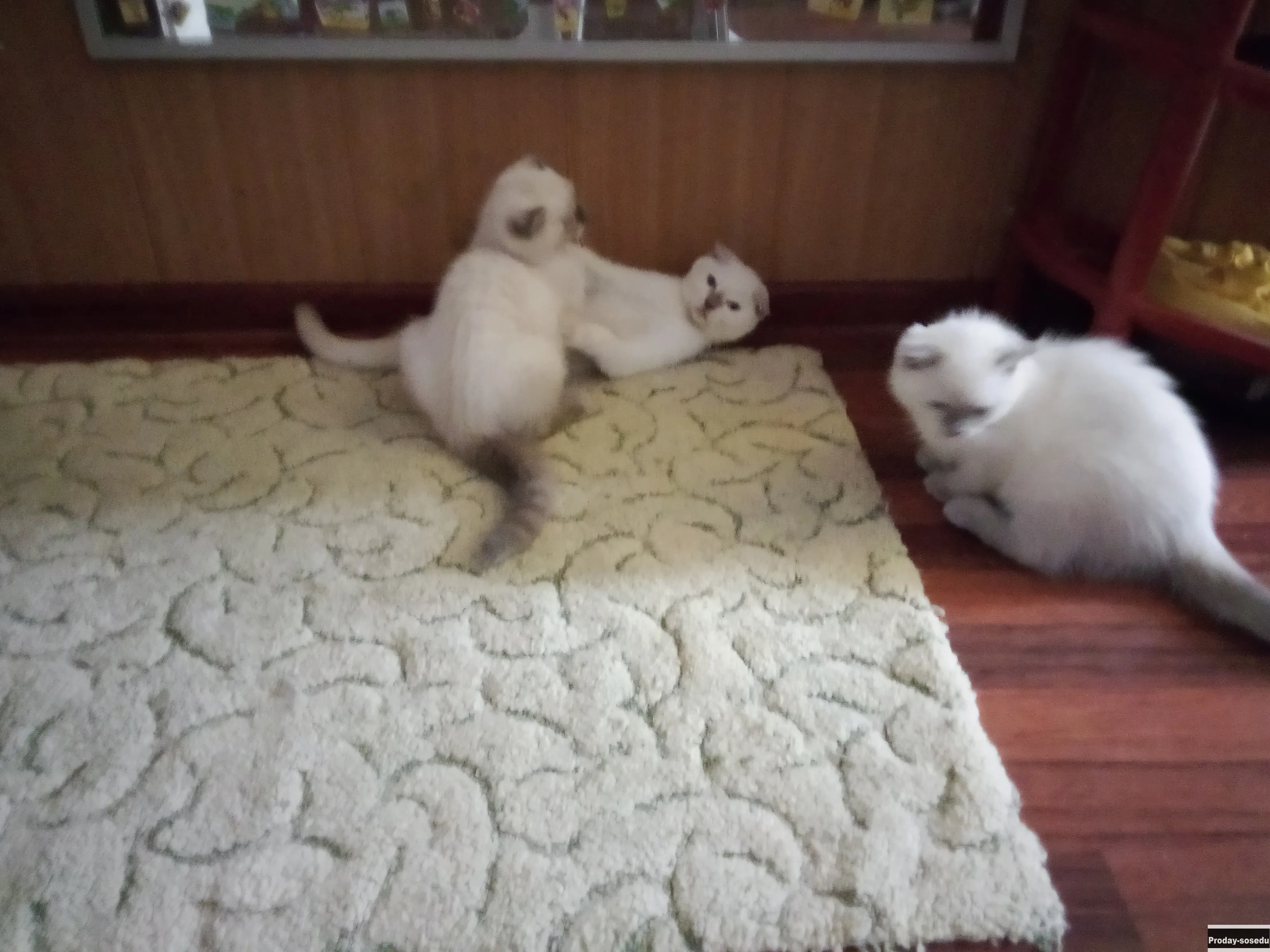Шотландские вислоухие котята