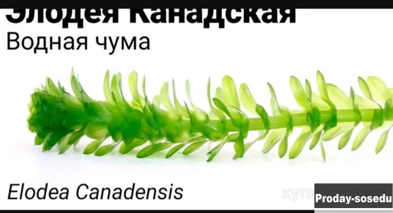 Аквариумные растения и рыбки, Аквариум, Краснодарский край, Армавир