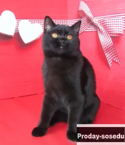 Шотландский черный котик из питомника, Кошки, Санкт-Петербург