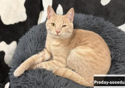 Отдам котенка в добрые руки. Рыжий подросток Бося., Кошки, Москва