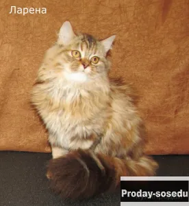Шотландские котята, Кошки, Санкт-Петербург