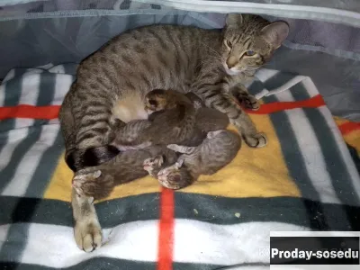 Ориентальные котята окрас шоколадный пятнистый, Кошки, Москва