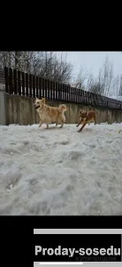 Отдам в хорошие руки, Собаки, Санкт-Петербург