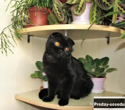 Шотландская кошечка в надежные руки, Кошки, Санкт-Петербург