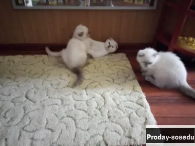 Шотландские вислоухие котята