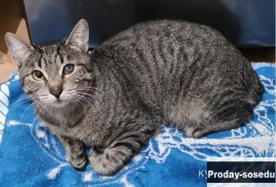 Доброе сердце для кошки Ириски., Кошки, Москва