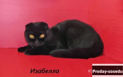 шотландские котята и взрослые животные из питомника, Кошки, Санкт-Петербург