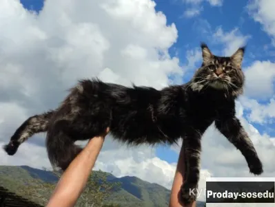Кот Мейн кун, Кошки, Краснодарский край, Сочи