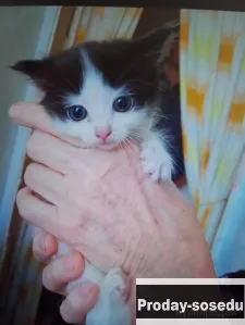 Отдам котят бесплатно но любящих животных., Кошки, Ленинградская область, Тосно