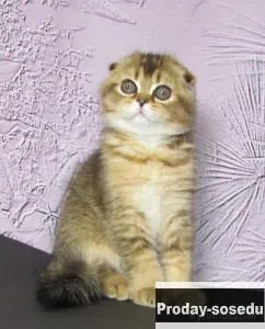 шотландские котята, Кошки, Санкт-Петербург