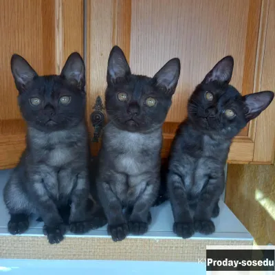 Бурмиллы, девочки., Кошки, Санкт-Петербург