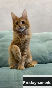 Котята мейн-кун