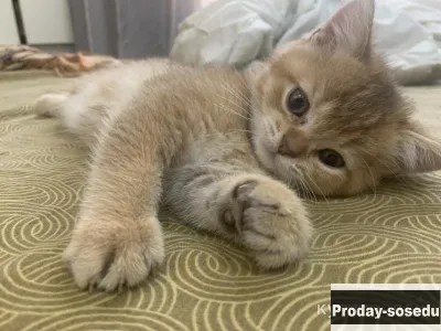 Британские котята, Кошки, Санкт-Петербург