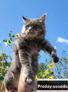 Кот Мейн кун, Кошки, Краснодарский край, Сочи