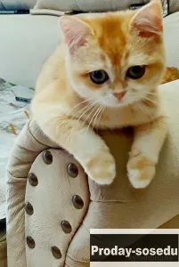 Золотой плюшевый британский шиншилла котик, Кошки, Москва