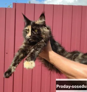 Кошка Мейн кун, Кошки, Краснодарский край, Сочи