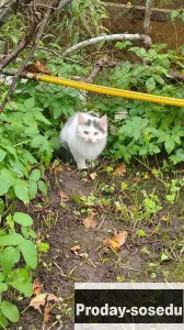 Котенок Бэлла, Кошки, Санкт-Петербург