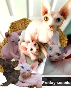 Котята сфинкс, цветная гетерохромия