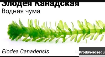 Аквариумные растения и рыбки, Аквариум, Краснодарский край, Армавир