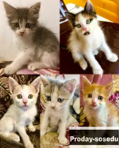 Котята в добрые руки, Кошки, Ростовская область, Новочеркасск