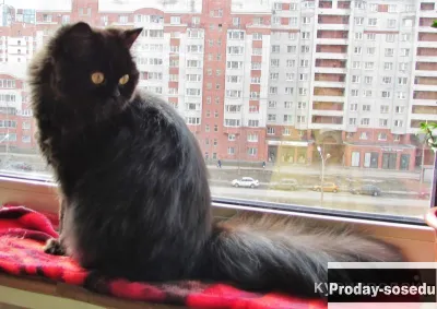 Шотландская кошечка из питомника, Кошки, Санкт-Петербург