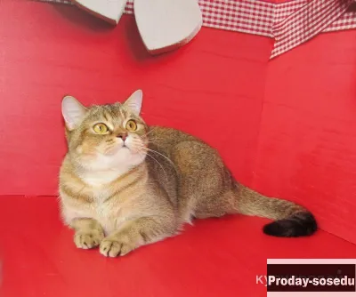 шотландская кошечка из питомника в разведение или в любимцы, Кошки, Санкт-Петербург