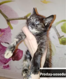 Котёнок Сонечка в добрые руки!, Кошки, Москва