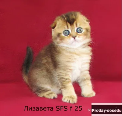 3 кошечки и котик из питомника, Кошки, Санкт-Петербург