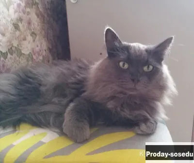 Кошка, Кошки, Пермский край, Пермь