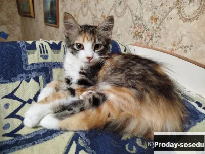 Отдам котят в добрые руки(✿◠‿◠), Кошки, Донецкая Народная Республика, Донецк