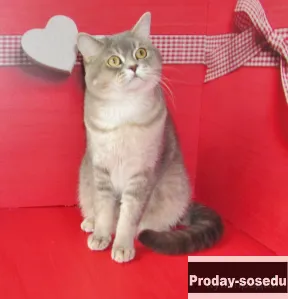 шотландский котик из питомника, Кошки, Санкт-Петербург