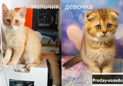Шотландский прямоухий котик, Кошки, Санкт-Петербург