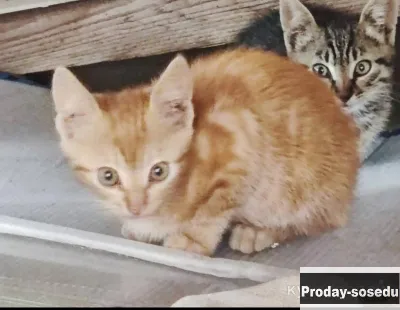Отдаём в добрые руки очаровательных котят!, Кошки, Санкт-Петербург
