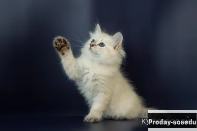Продаются сибирские котята, Кошки, Москва