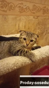 Вислоухие мальчики., Кошки, Санкт-Петербург