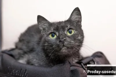 Кошка - кенгурёшка Фенечка ищет добрые руки., Кошки, Калужская область, Калуга