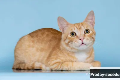 Рыжий котик по имени Ром — настоящий маленький искатель приключений!, Кошки, Москва