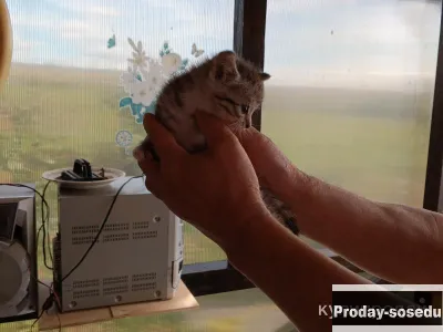 Котята, Кошки, Башкортостан, Нефтекамск