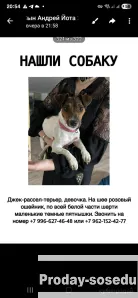 Кто потерял собаку, Собаки, Сахалинская область, Южно-Сахалинск