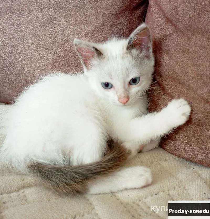 Котята в добрые руки, Кошки, Новосибирская область, Новосибирск