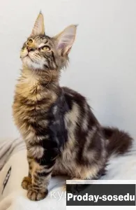 Котята мейн кун, Кошки, Новосибирская область, Новосибирск