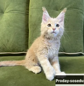 МЕЙН-КУН котята, Кошки, Москва
