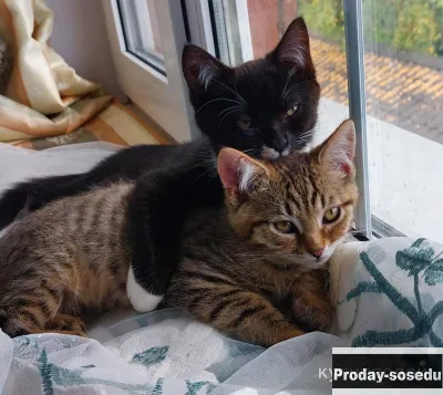 Котята неразлучники, мальчики, 3,5 мес., Кошки, Москва