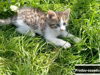 Котята ищут доброго хозяина и дом, Кошки, Рязанская область, Рязань