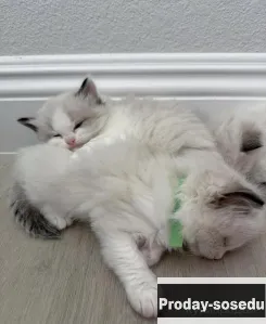 Малышки девочки, Кошки, Москва