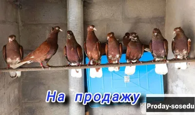 Голуби. Продаются бойные голуби, Птицы, Мордовия, Саранск